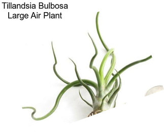 Tillandsia Bulbosa Large Air Plant