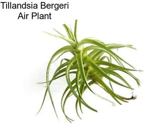 Tillandsia Bergeri Air Plant