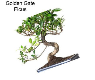 Golden Gate Ficus