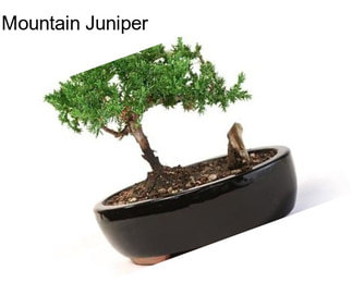 Mountain Juniper