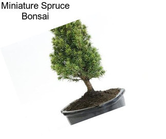 Miniature Spruce Bonsai