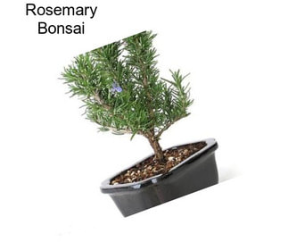 Rosemary Bonsai