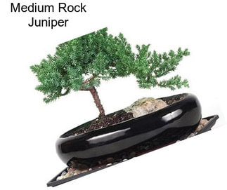 Medium Rock Juniper