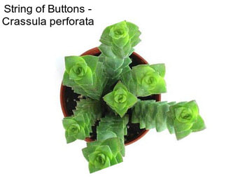 String of Buttons - Crassula perforata