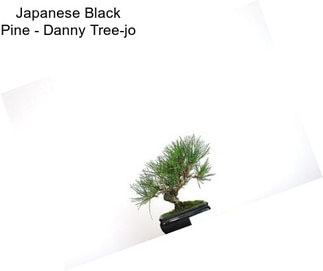 Japanese Black Pine - \