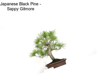 Japanese Black Pine - \