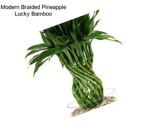 Modern Braided Pineapple Lucky Bamboo