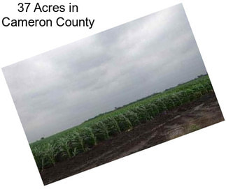 37 Acres in Cameron County