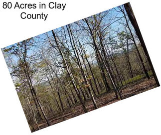 80 Acres in Clay County