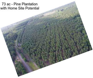73 ac - Pine Plantation with Home Site Potential