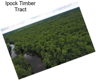 Ipock Timber Tract