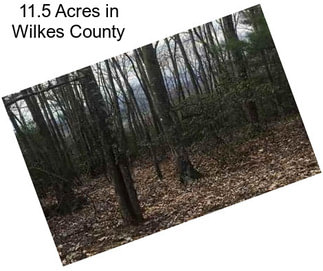 11.5 Acres in Wilkes County