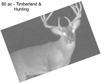 80 ac - Timberland & Hunting