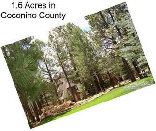 1.6 Acres in Coconino County