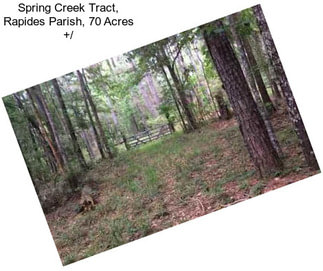 Spring Creek Tract, Rapides Parish, 70 Acres +/