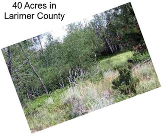 40 Acres in Larimer County