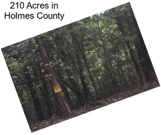 210 Acres in Holmes County