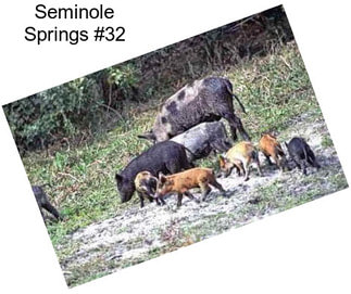 Seminole Springs #32