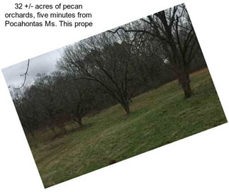 32 +/- acres of pecan orchards, five minutes from Pocahontas Ms. This prope