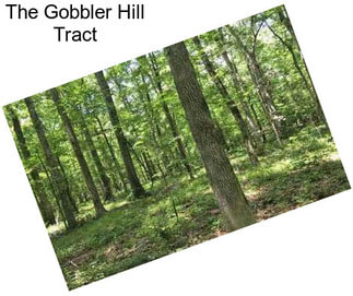 The Gobbler Hill Tract