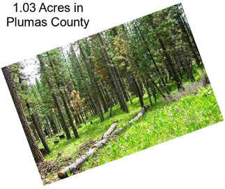 1.03 Acres in Plumas County