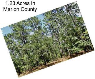 1.23 Acres in Marion County