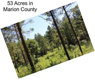 53 Acres in Marion County