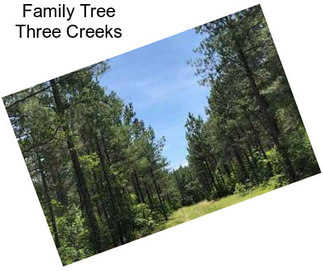 Family Tree Three Creeks