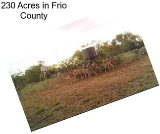 230 Acres in Frio County