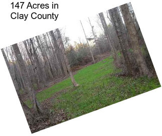 147 Acres in Clay County