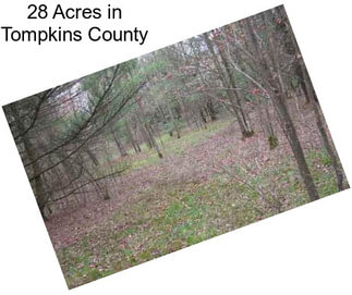28 Acres in Tompkins County