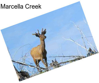 Marcella Creek