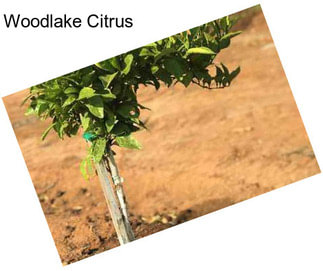 Woodlake Citrus