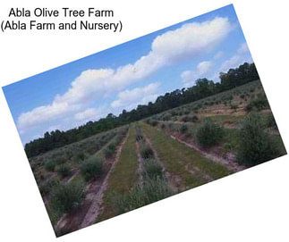 Abla Olive Tree Farm (Abla Farm and Nursery)