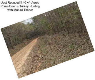 Just Reduced!!! 40 +/- Acres Prime Deer & Turkey Hunting with Mature Timber