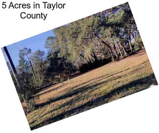 5 Acres in Taylor County