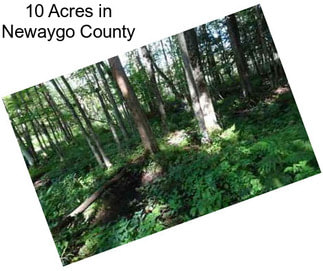 10 Acres in Newaygo County