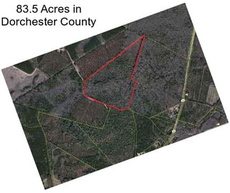 83.5 Acres in Dorchester County