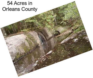 54 Acres in Orleans County