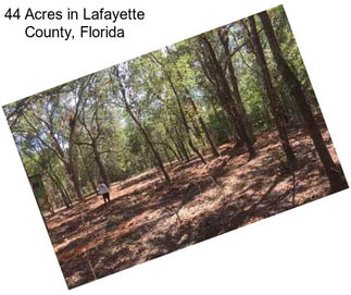 44 Acres in Lafayette County, Florida