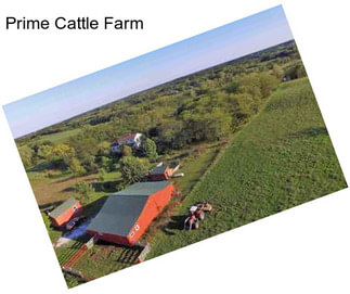 Prime Cattle Farm