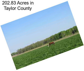 202.83 Acres in Taylor County