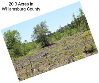 20.3 Acres in Williamsburg County