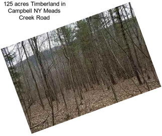 125 acres Timberland in Campbell NY Meads Creek Road