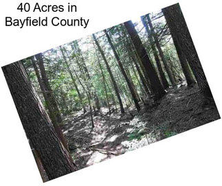 40 Acres in Bayfield County