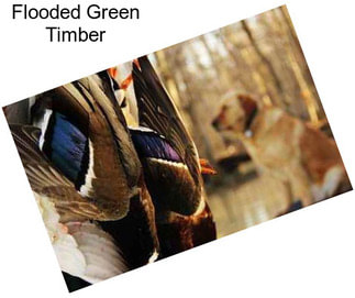 Flooded Green Timber