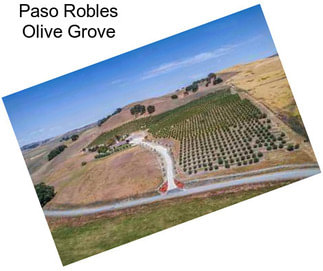 Paso Robles Olive Grove