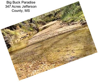 Big Buck Paradise 347 Acres Jefferson County, MS
