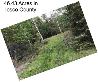 46.43 Acres in Iosco County