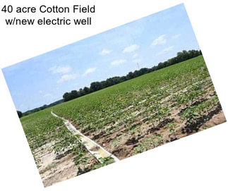 40 acre Cotton Field w/new electric well